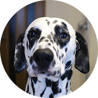ダルメシアンの写真